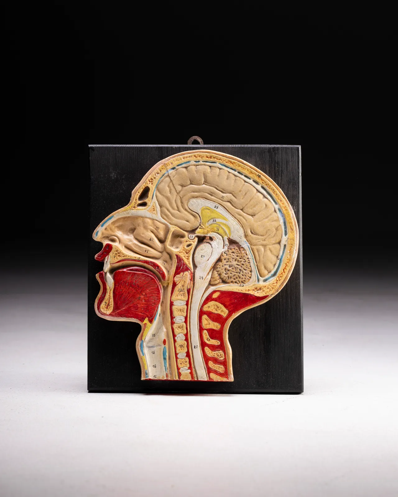 Testa Anatomica universitaria 1930