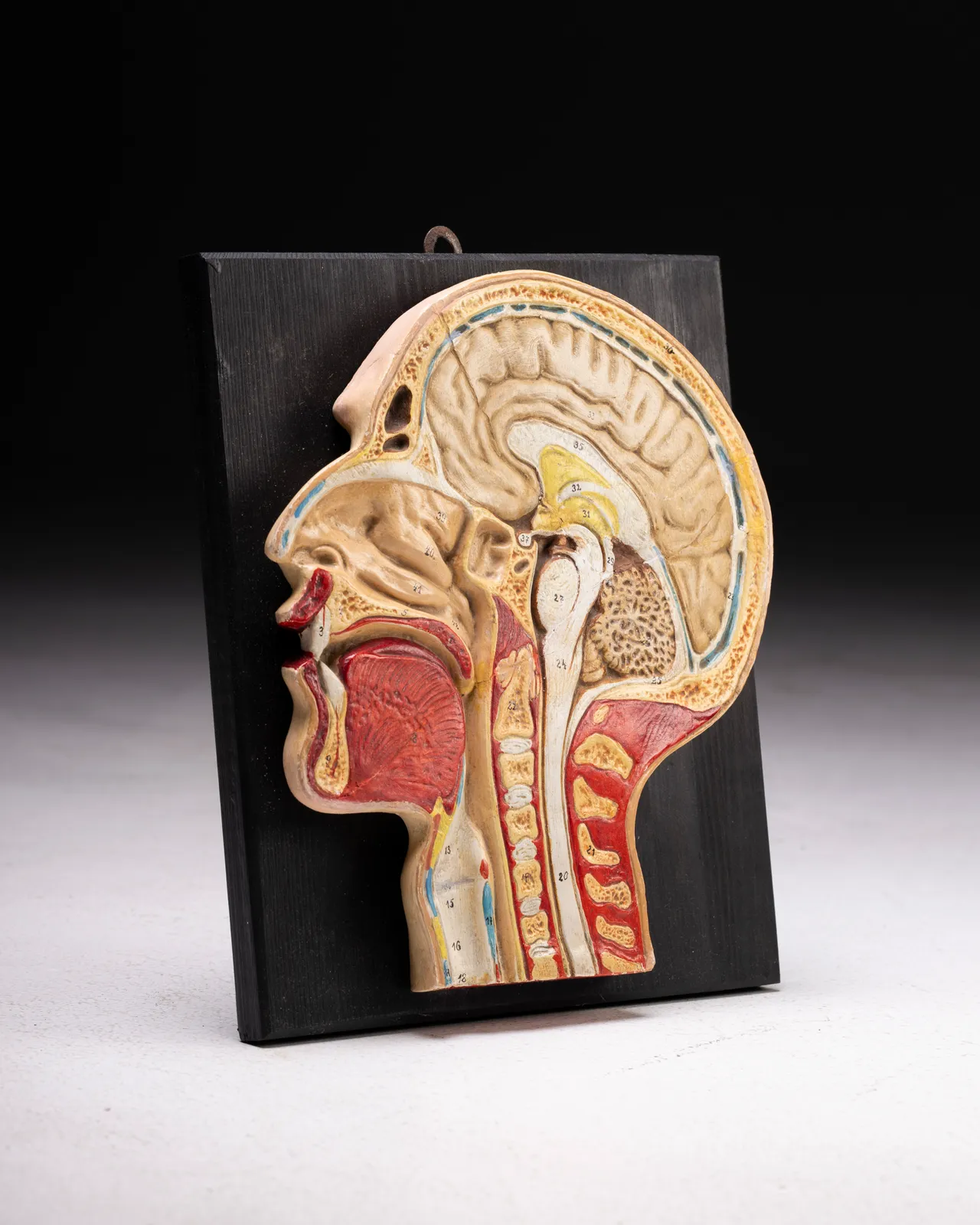 Testa Anatomica universitaria 1930