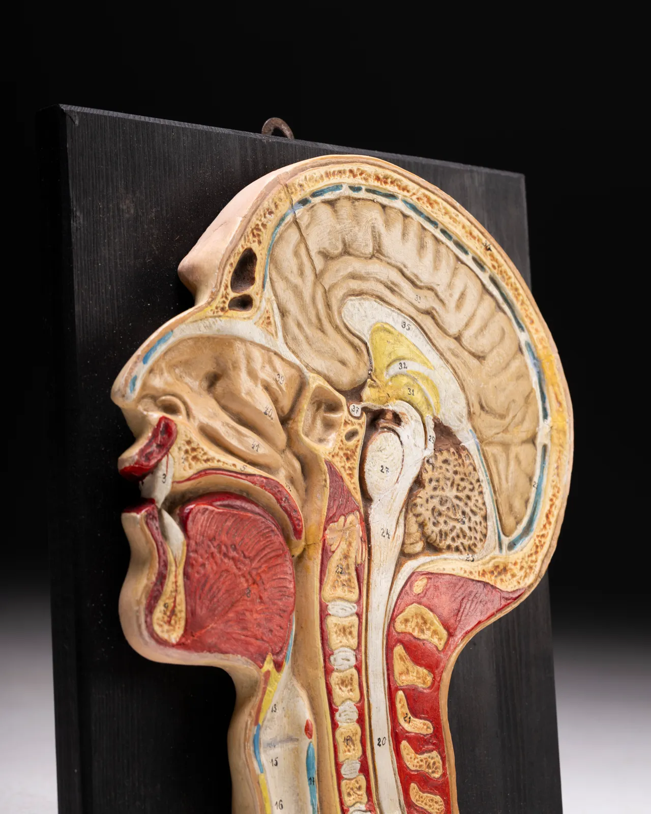 Testa Anatomica universitaria 1930