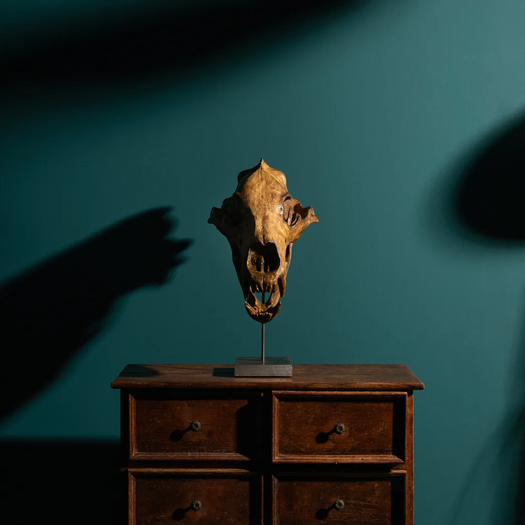 Teschio di Orso Polare 1:1