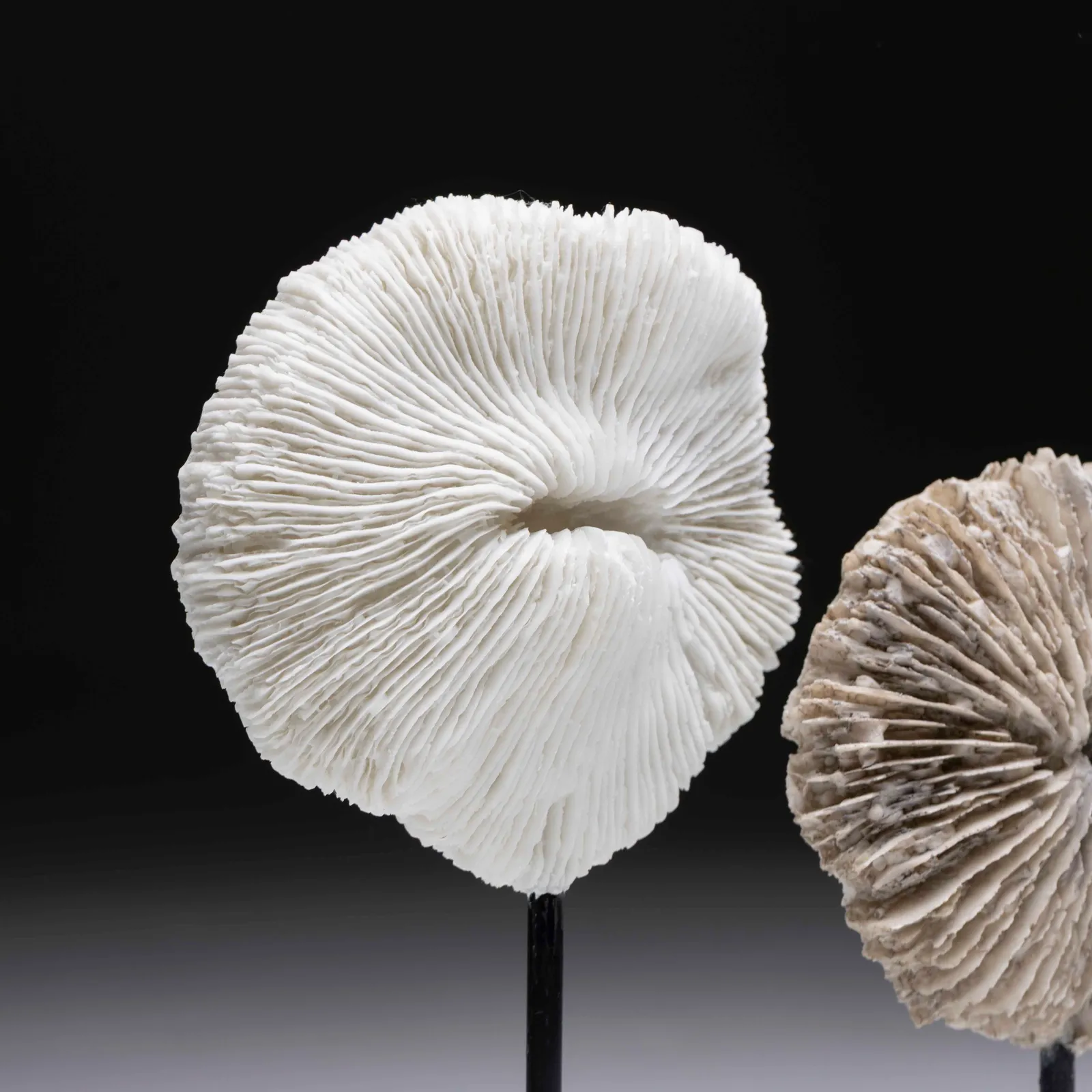 Coralli decorativi 