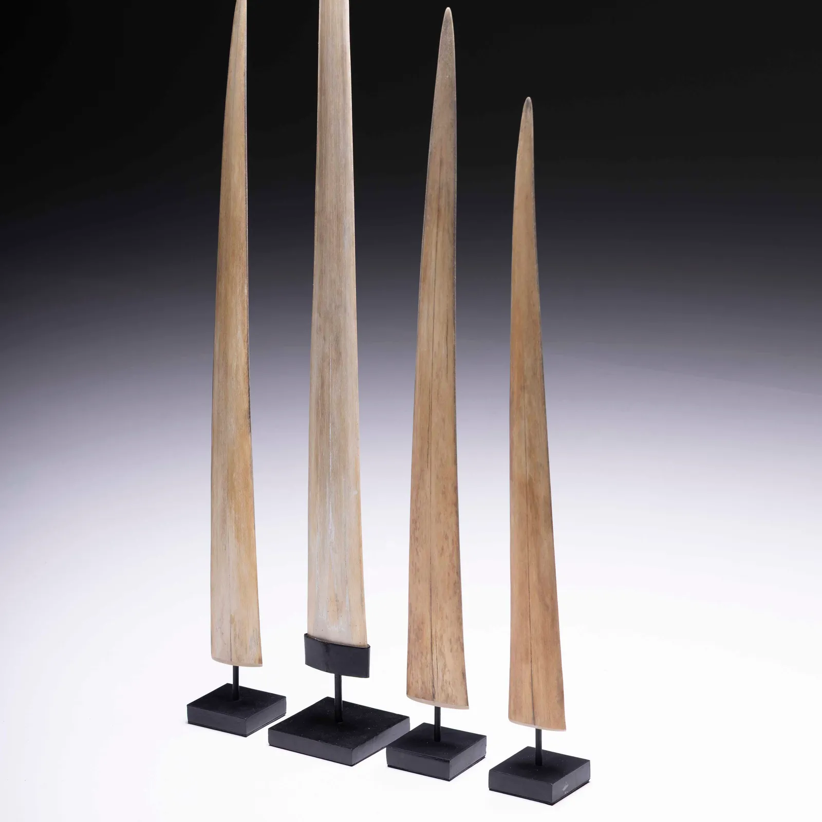 Rostro di pesce spada 75-92cm