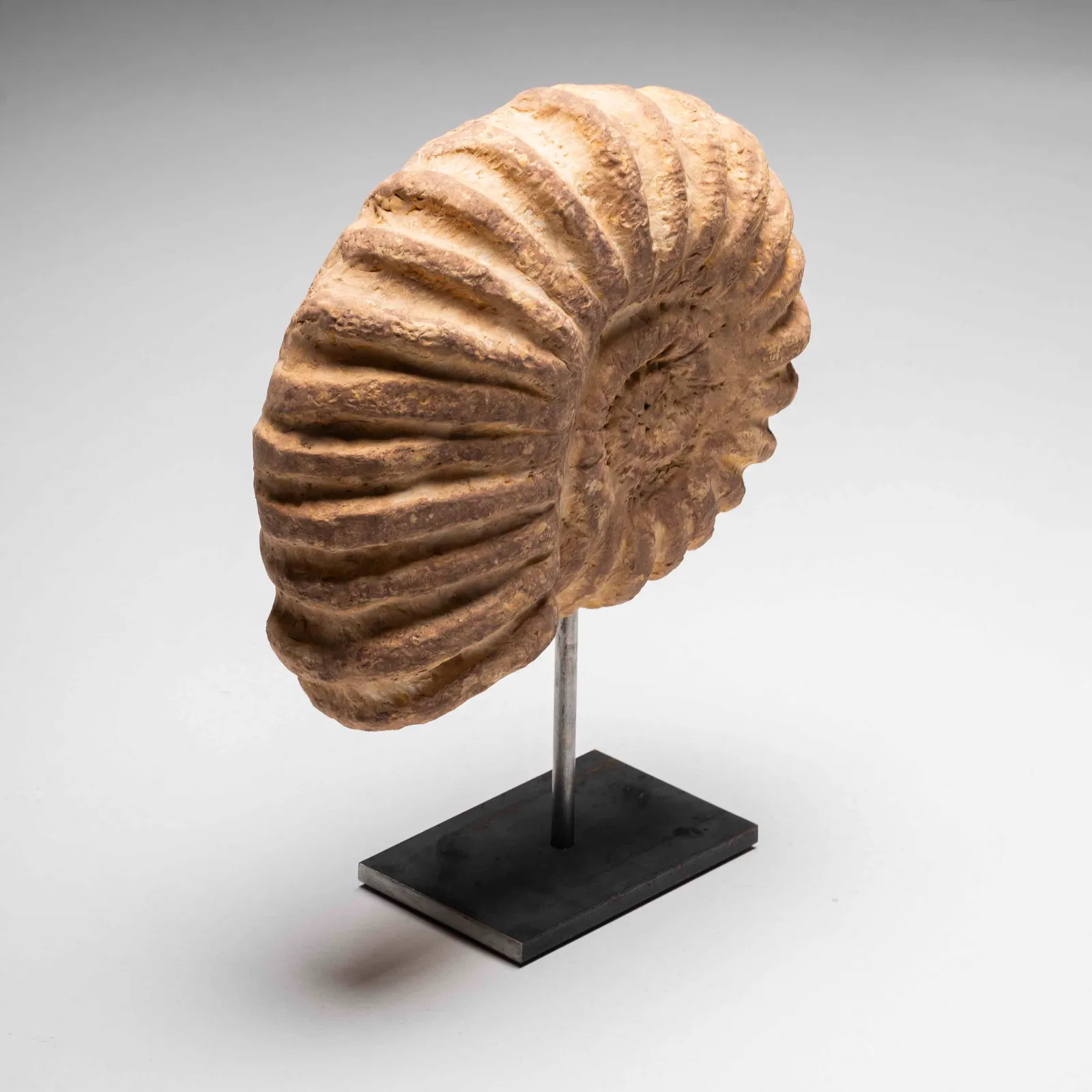 Ammonite gigante in gesso 