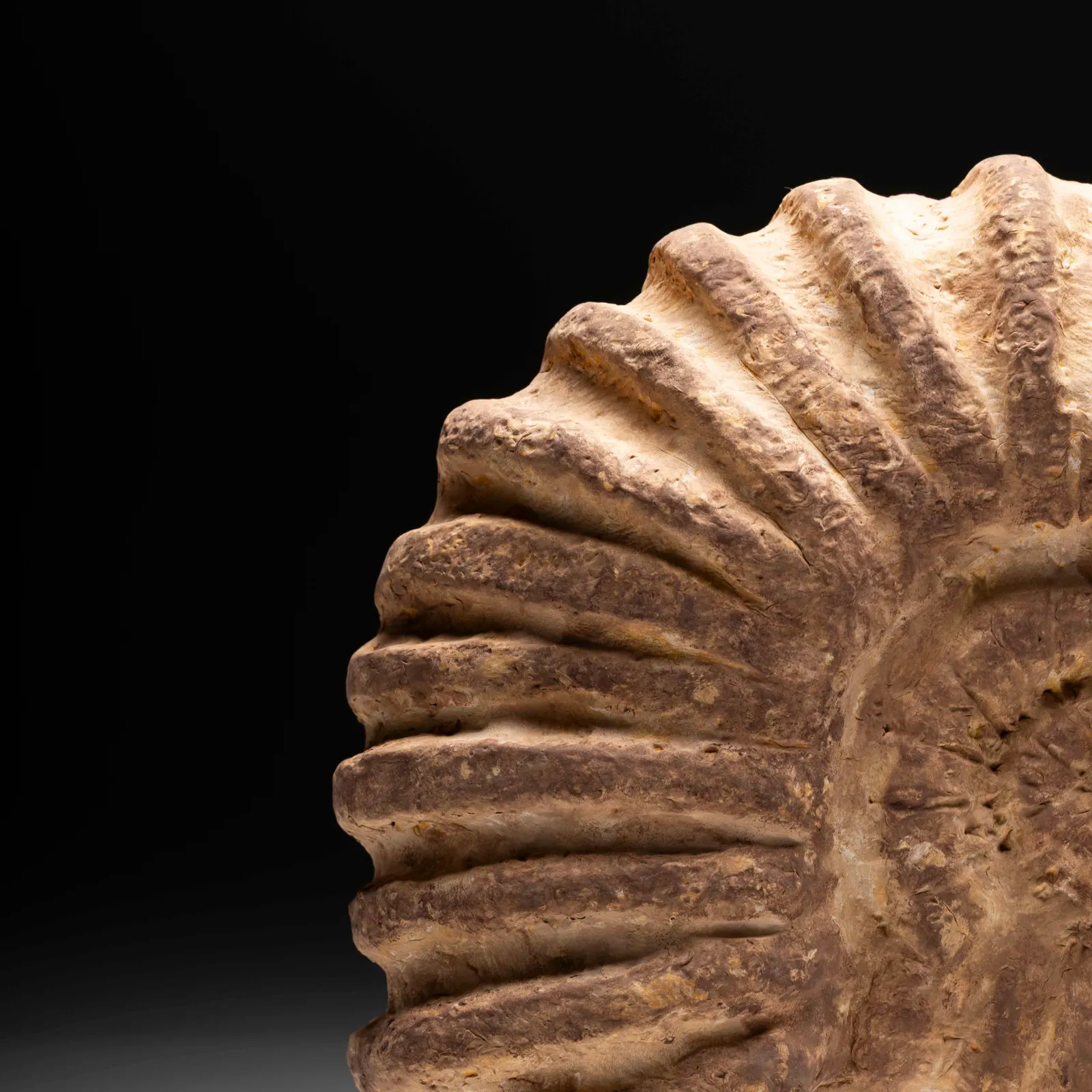 Ammonite gigante in gesso 