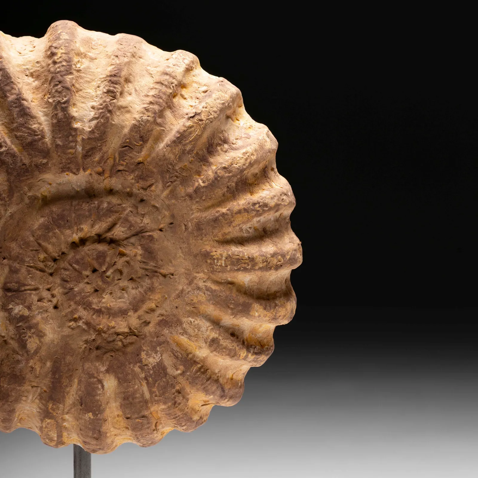 Ammonite gigante in gesso 