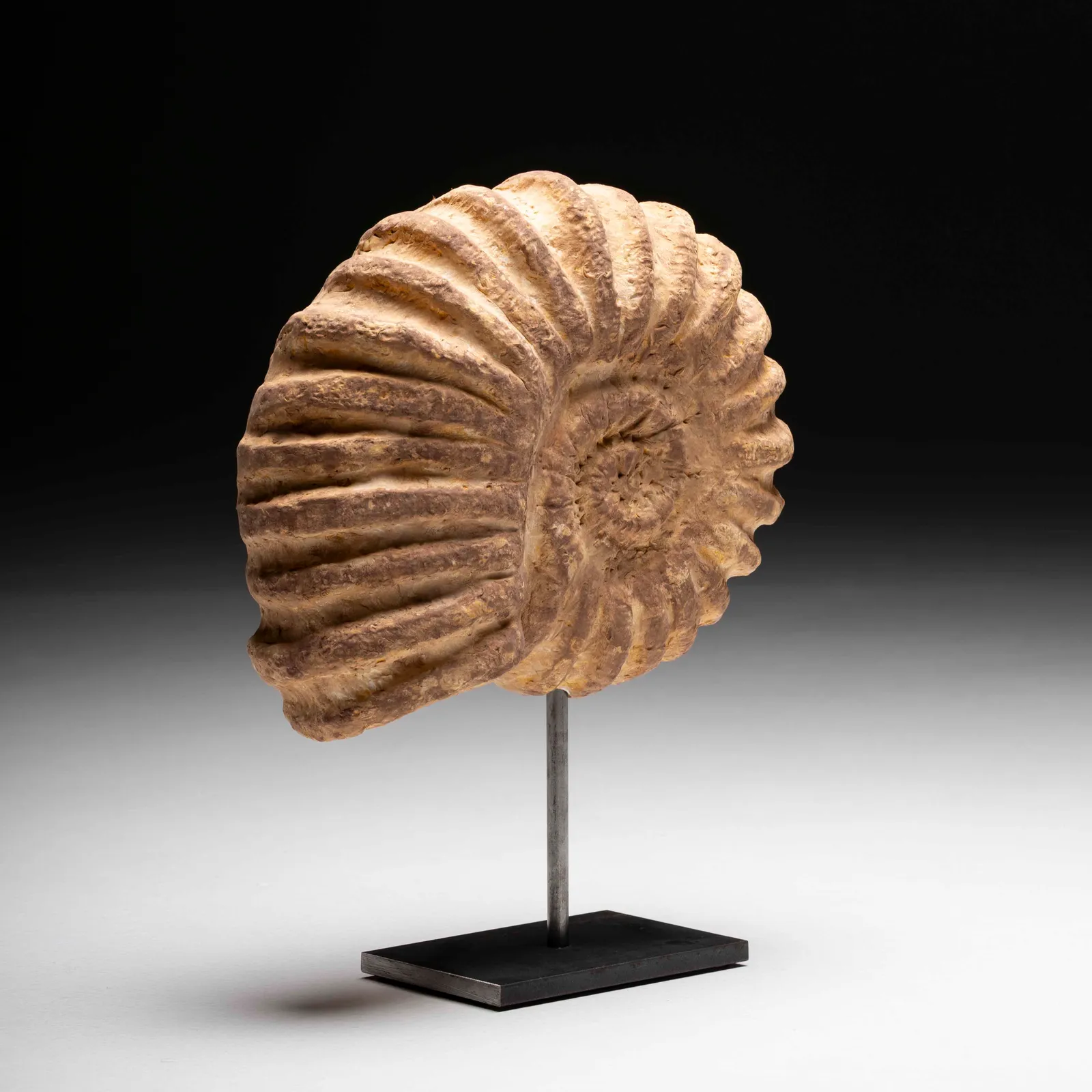 Ammonite gigante in gesso 