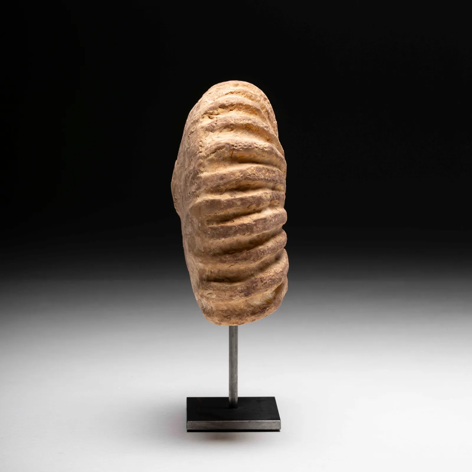 Ammonite gigante in gesso 