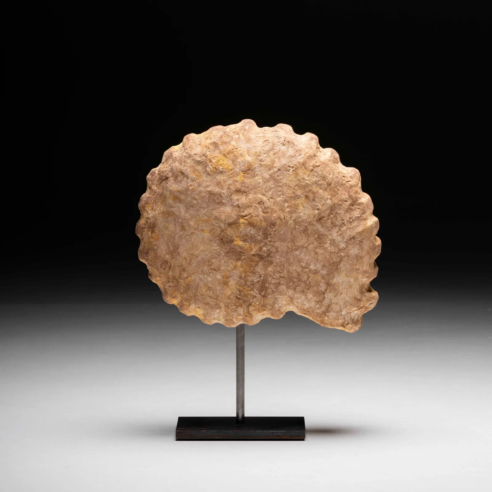 Ammonite gigante in gesso 