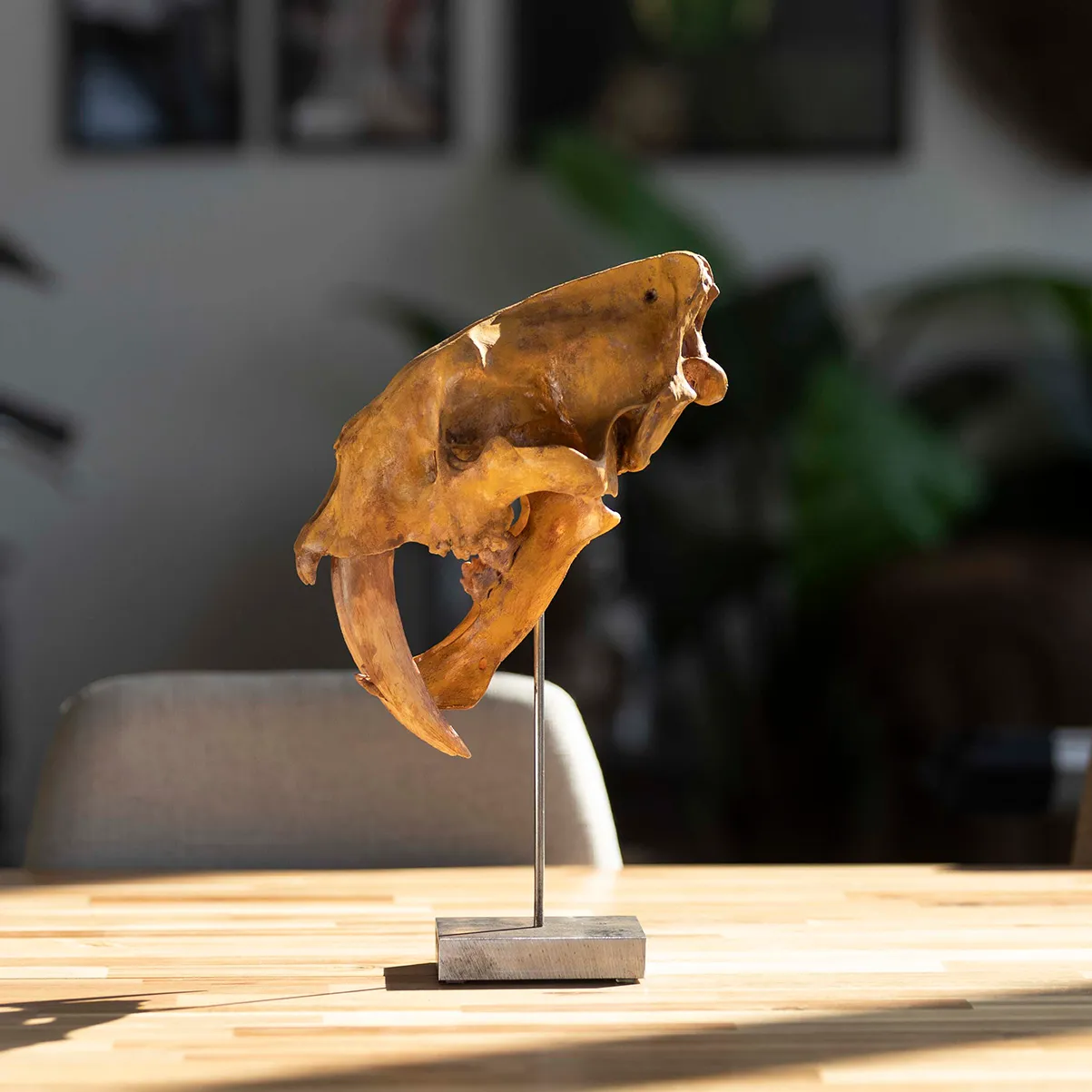 Teschio di tigre dai denti a sciabola 