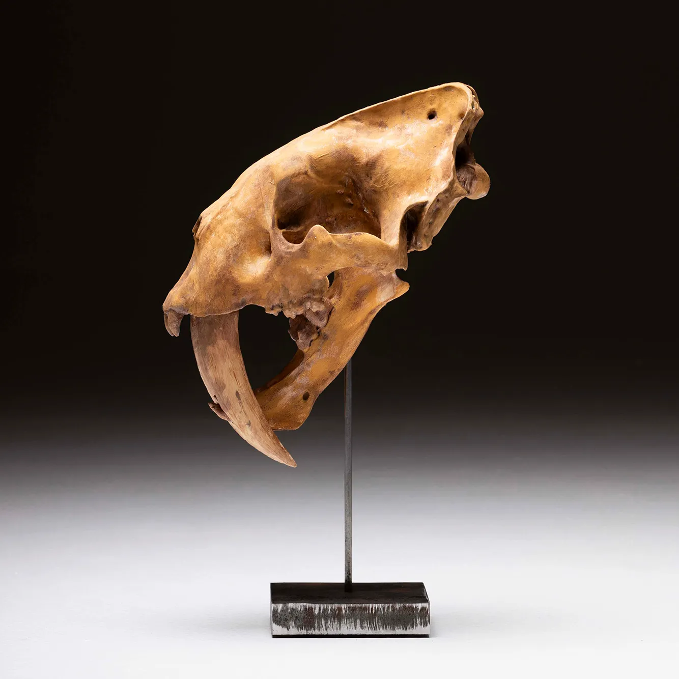 Teschio di tigre dai denti a sciabola 