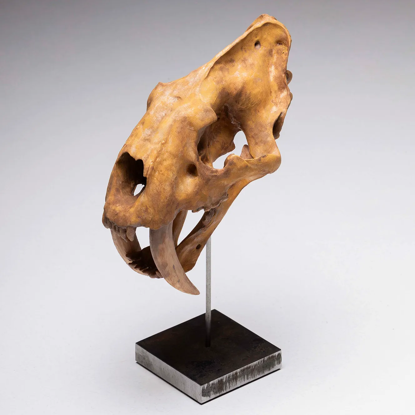 Teschio di tigre dai denti a sciabola 