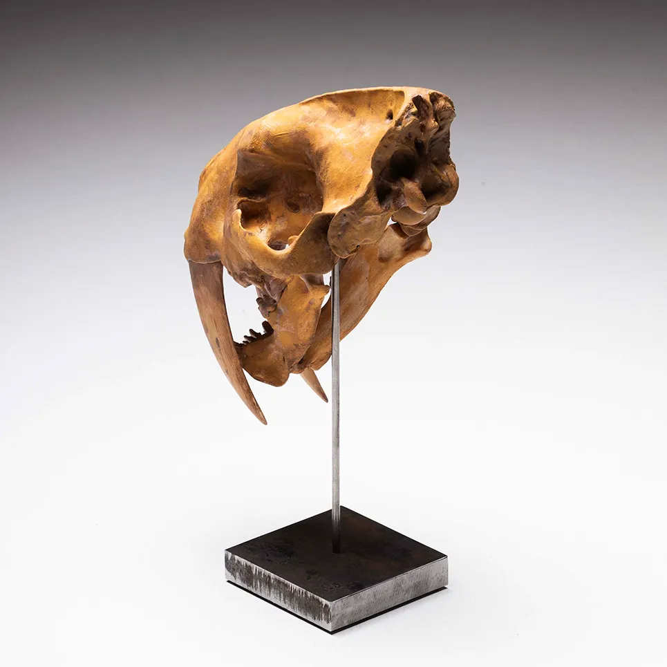 Teschio di tigre dai denti a sciabola 