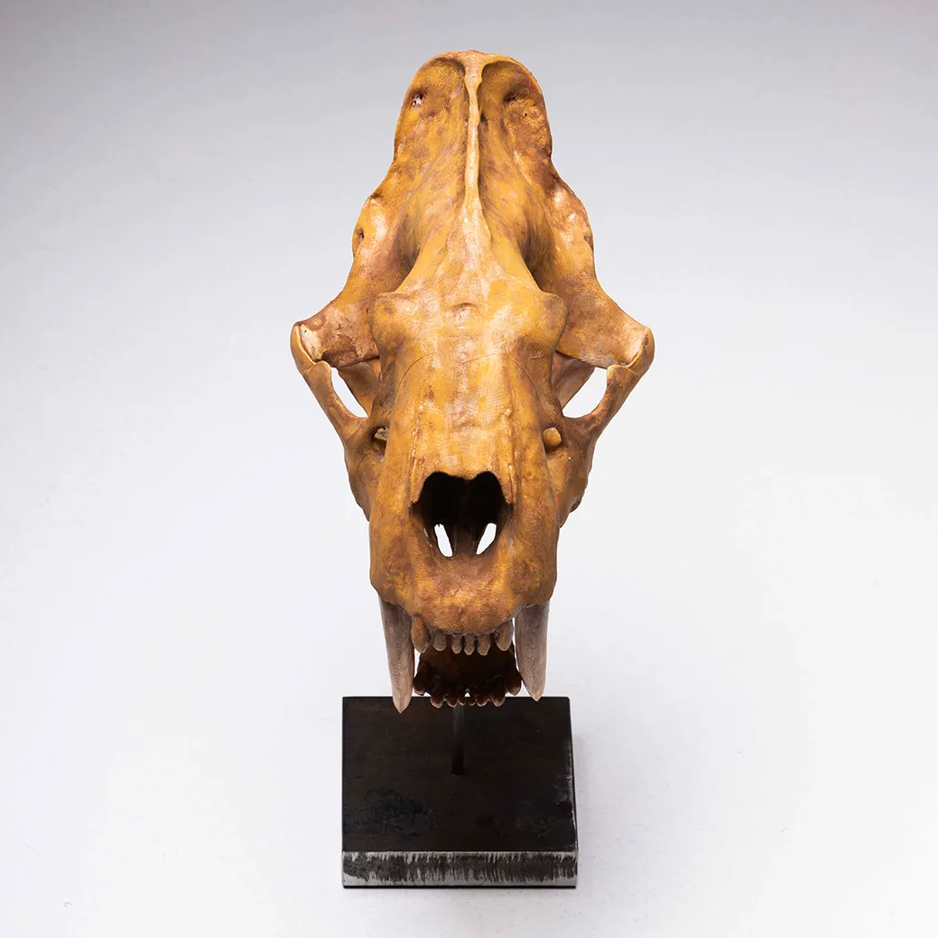 Teschio di tigre dai denti a sciabola 