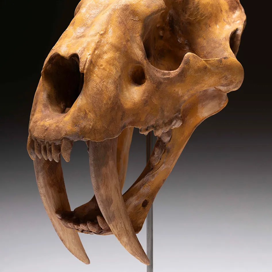 Teschio di tigre dai denti a sciabola 