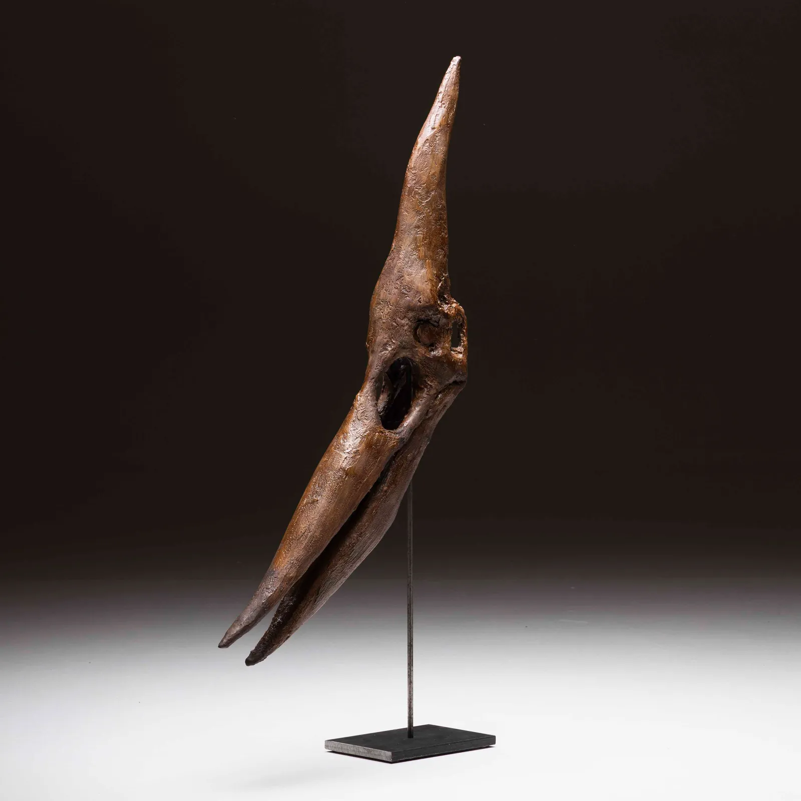 Teschio di Pteranodont in resina