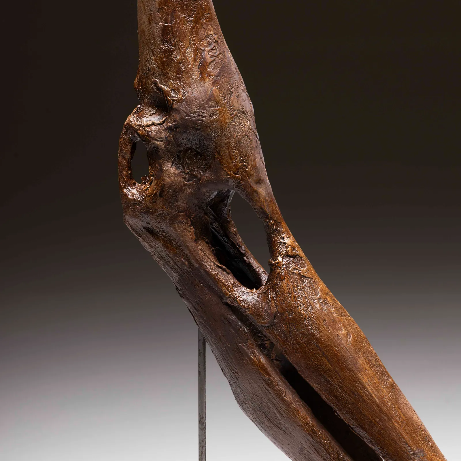 Teschio di Pteranodont in resina