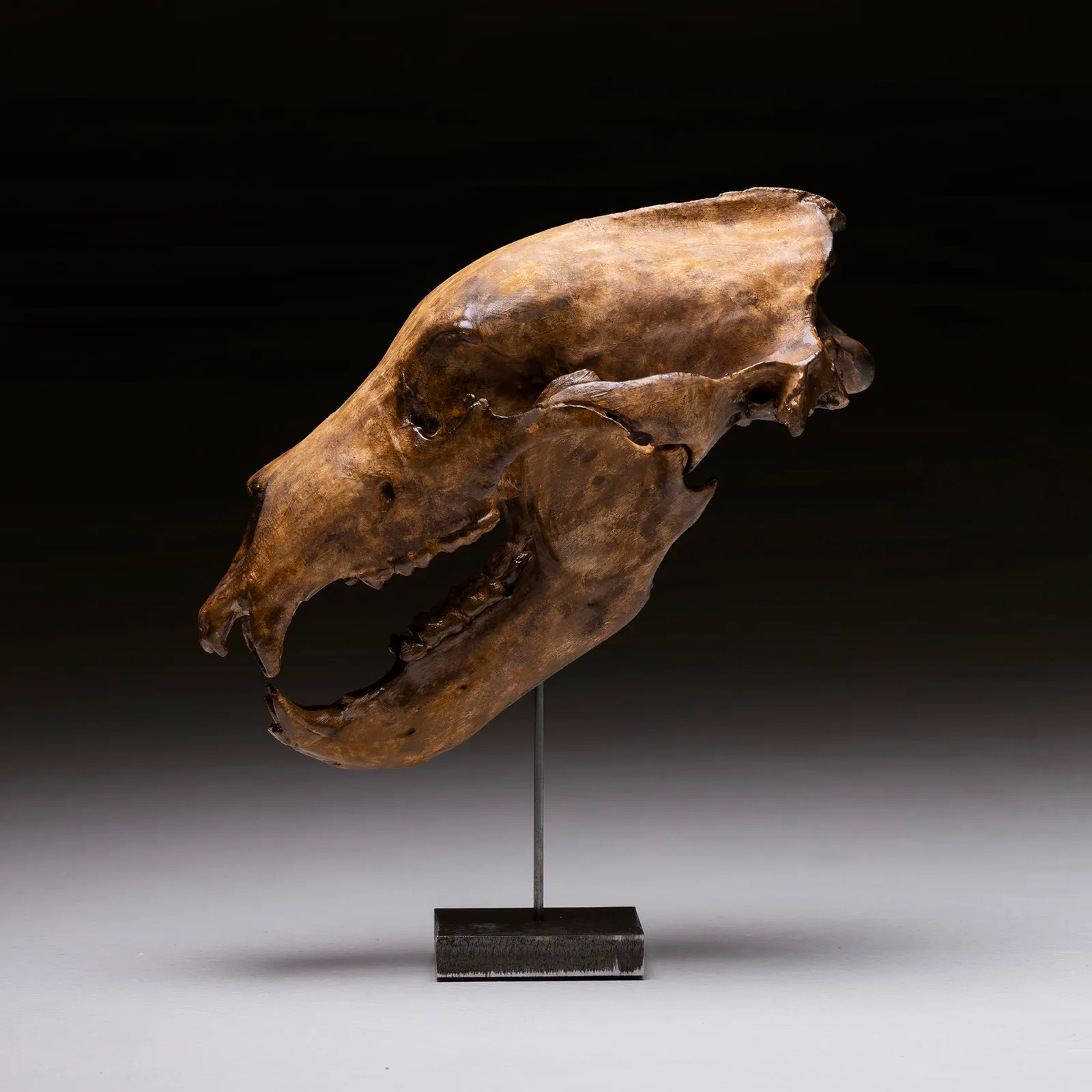 Teschio di Orso Polare 1:1