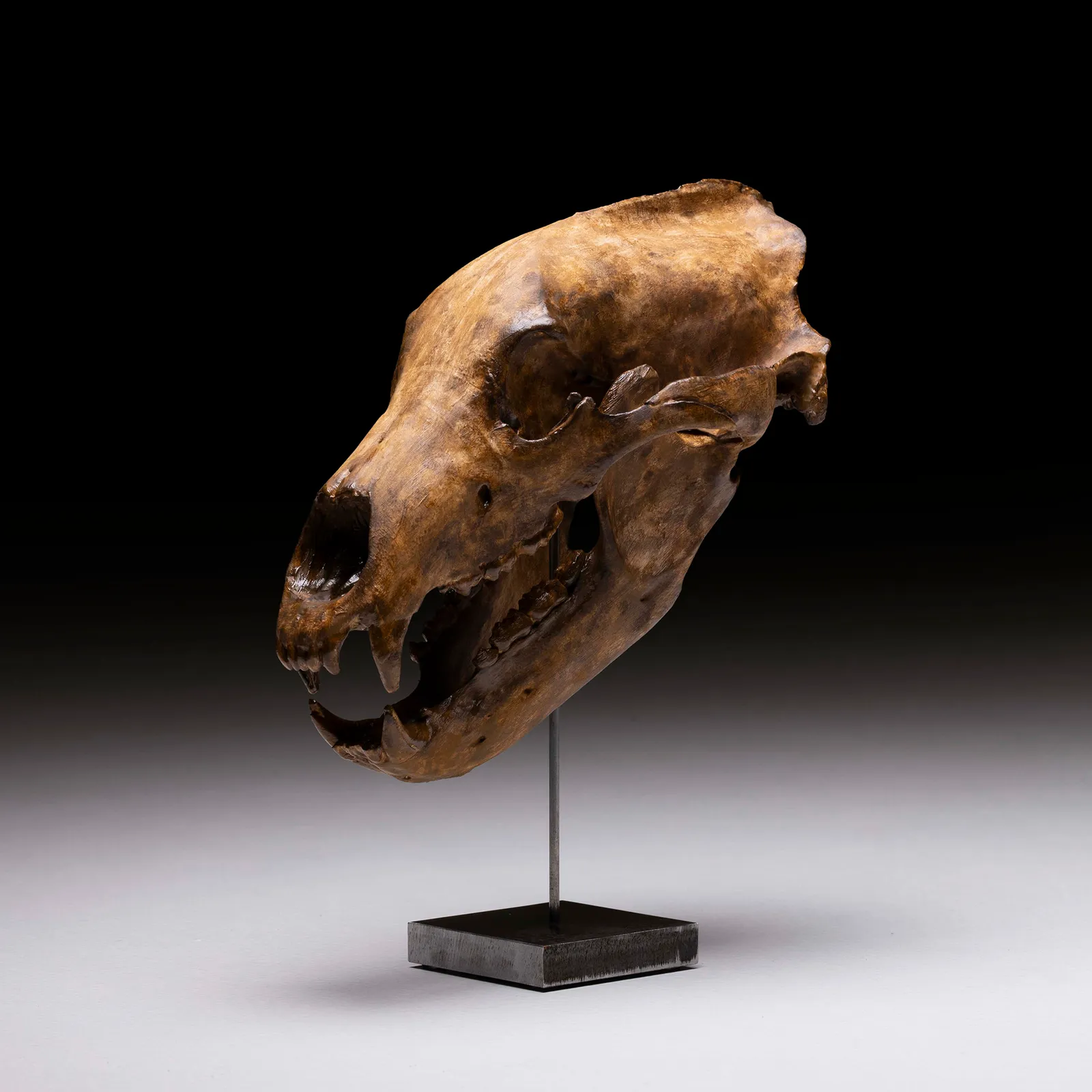 Teschio di Orso Polare 1:1