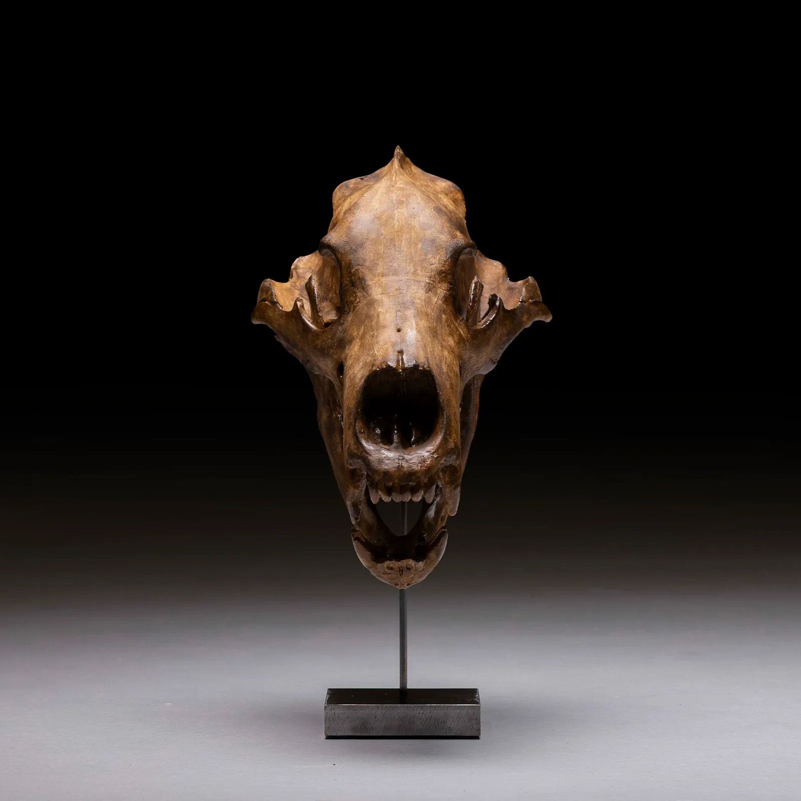 Teschio di Orso Polare 1:1