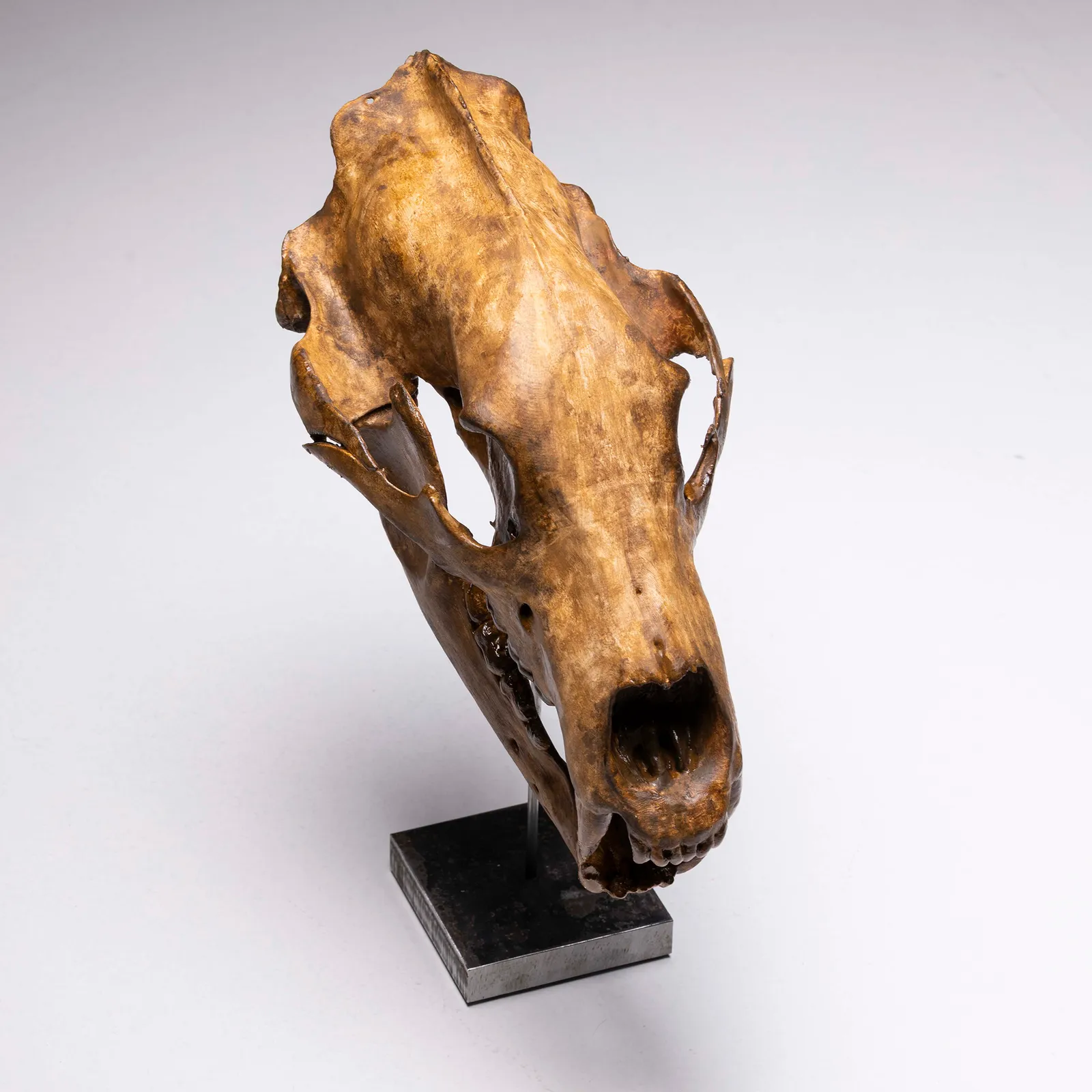 Teschio di Orso Polare 1:1