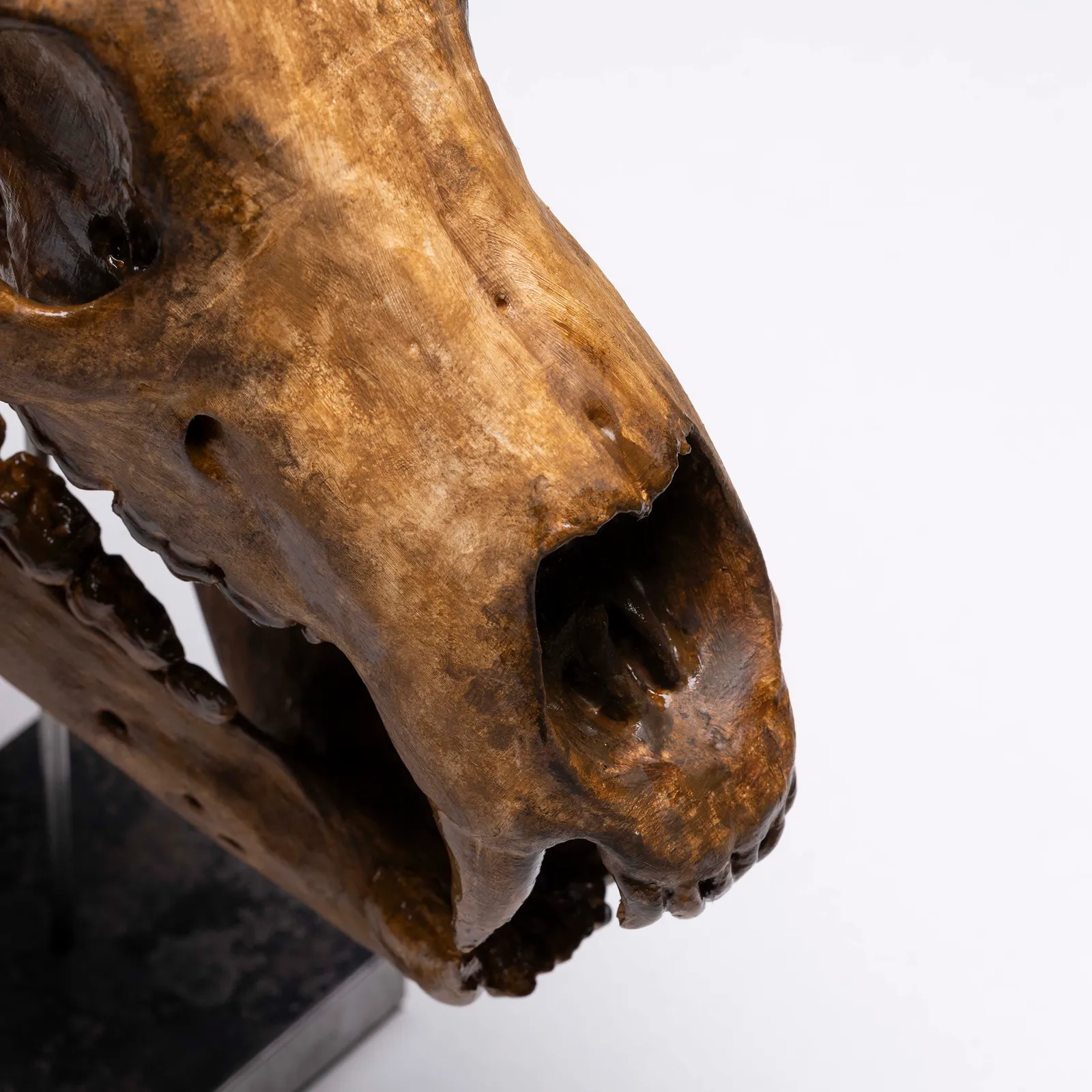 Teschio di Orso Polare 1:1