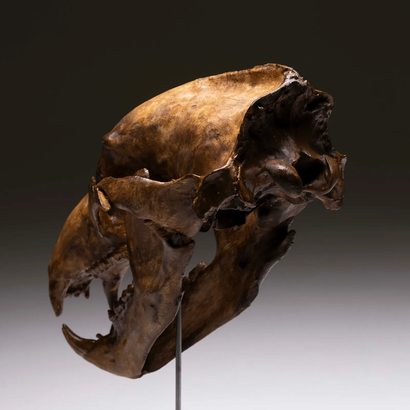 Teschio di Orso Polare 1:1