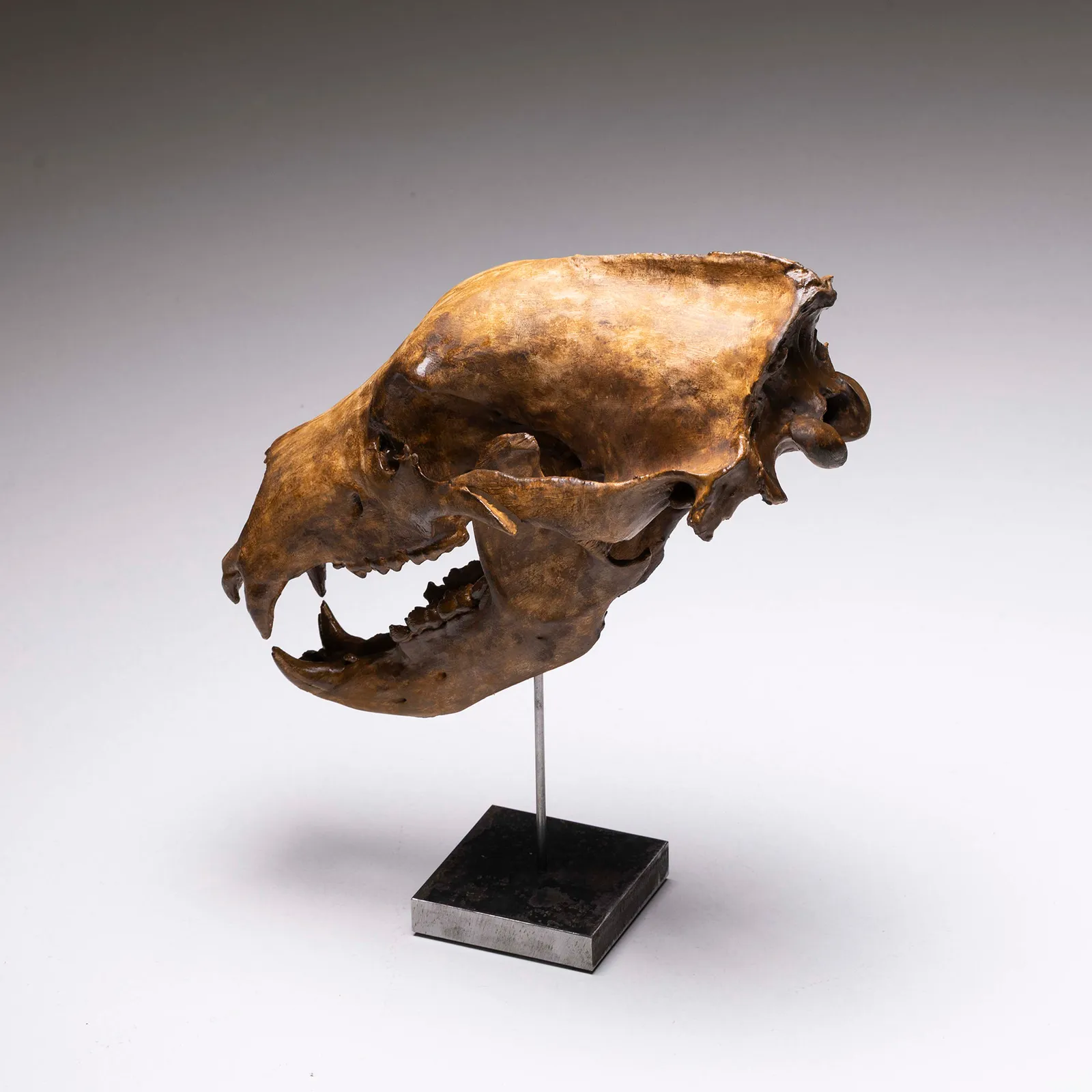 Teschio di Orso Polare 1:1